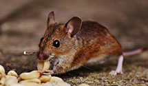 24 Hour & Emergency Exterminators in Greenwood, WI